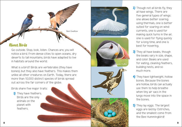 Birds Chart for Kids