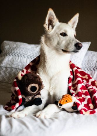 Dog best sale bone blanket