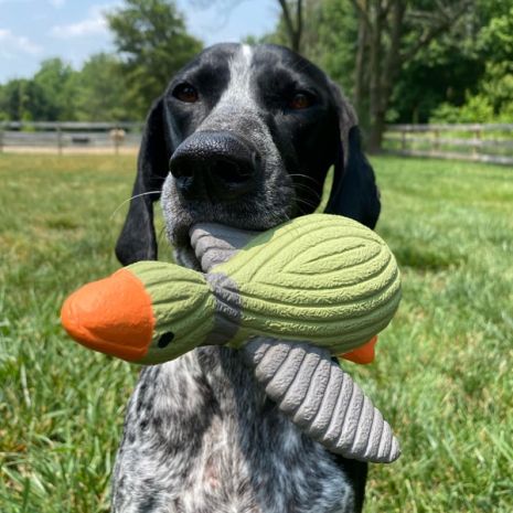 Duck Latex Squeaker Dog Toy